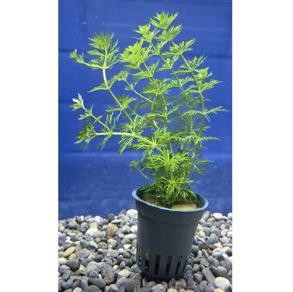 Limnophila sessiliflora (Ambulia) - Limnophila sessiliflora (Ambulia)