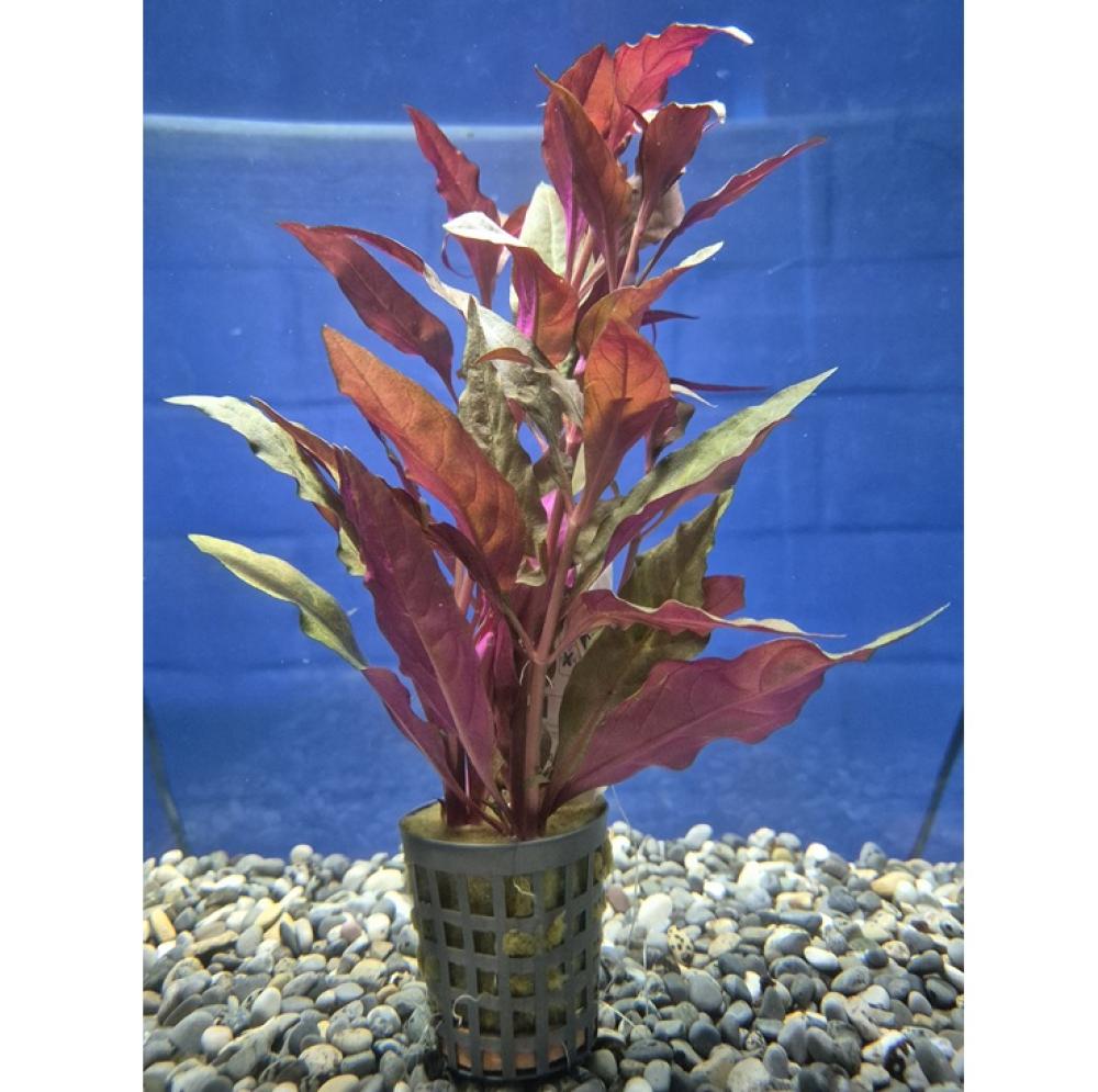 Alternanthera cardinalis - Alternanthera cardinalis