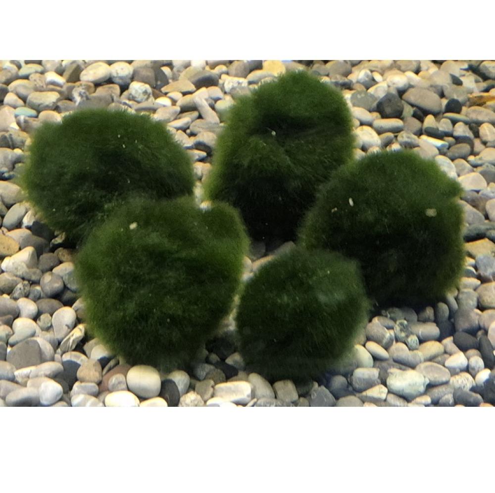 Cladophora aegagropila - Cladophora aegagropila