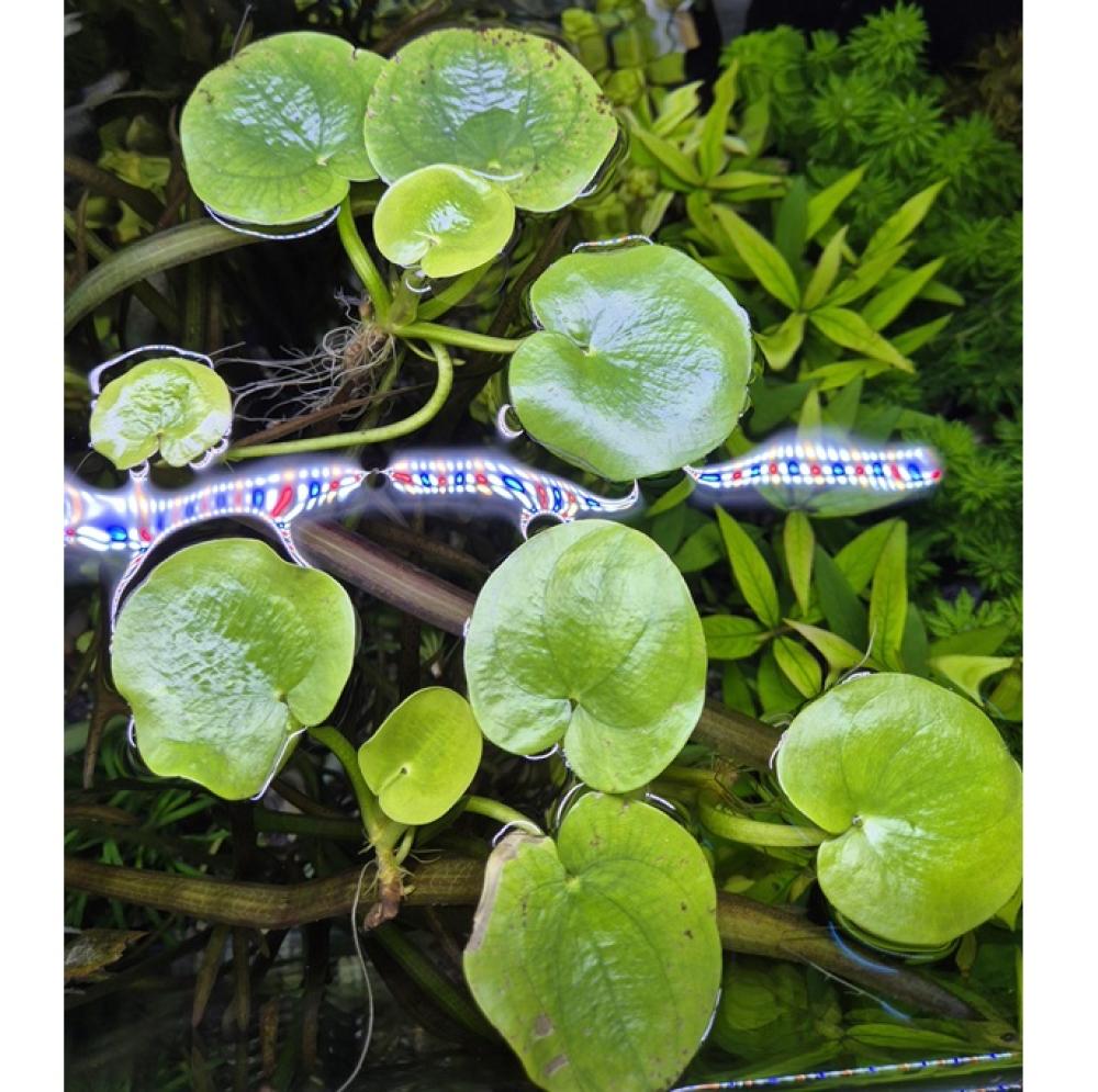 Limnobium laevigatum - Limnobium laevigatum