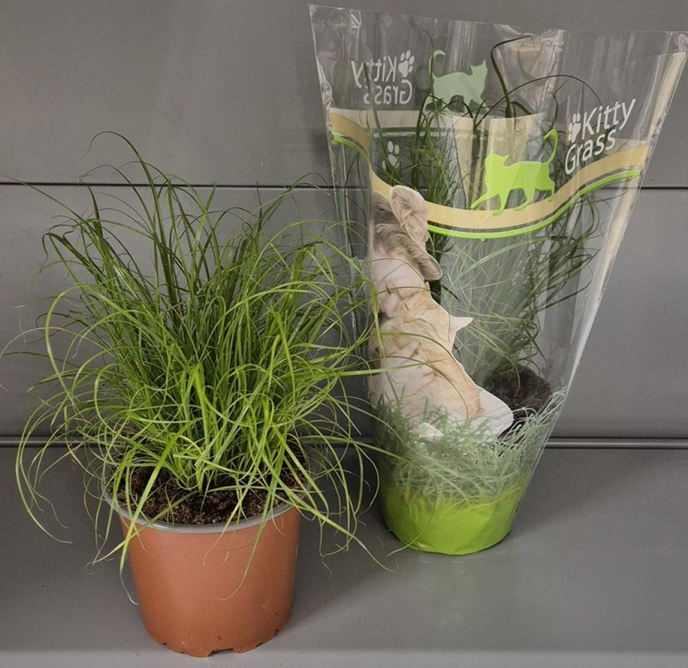 Cyperus alternifolius 