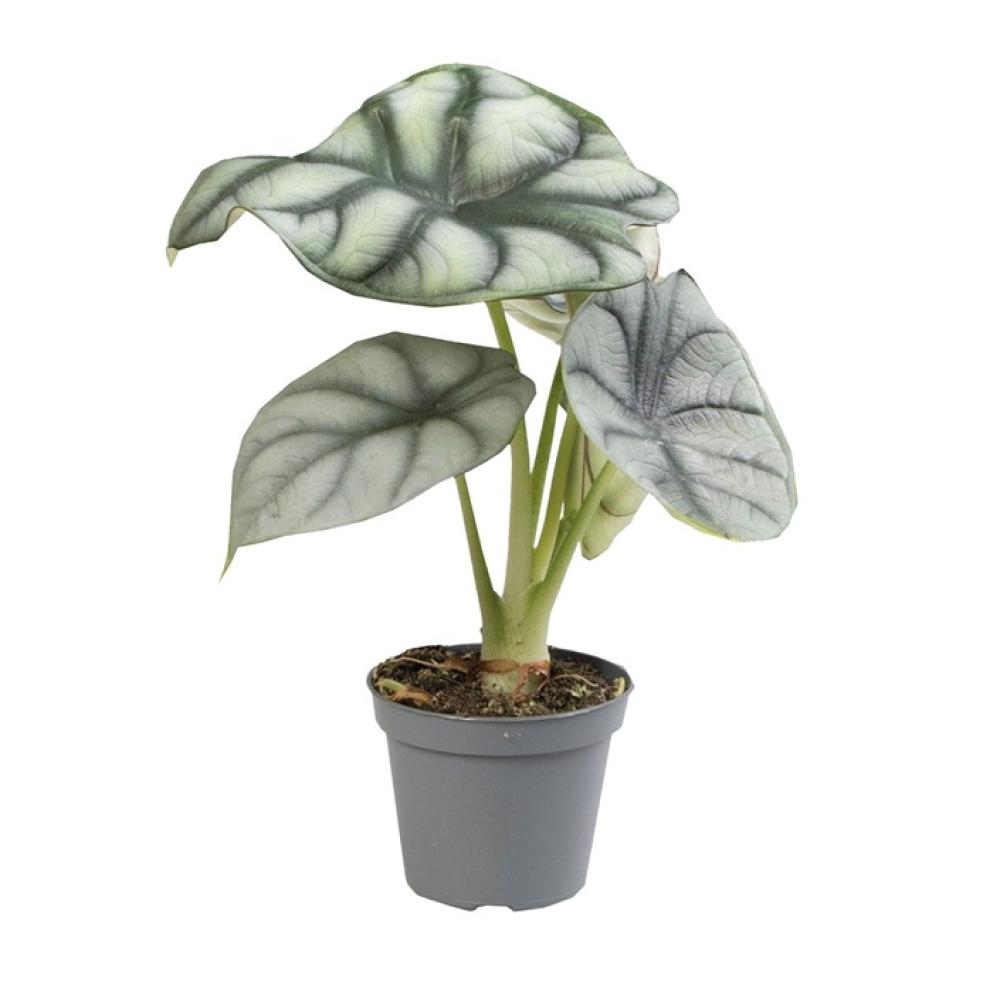 Terra plants - Terra plants