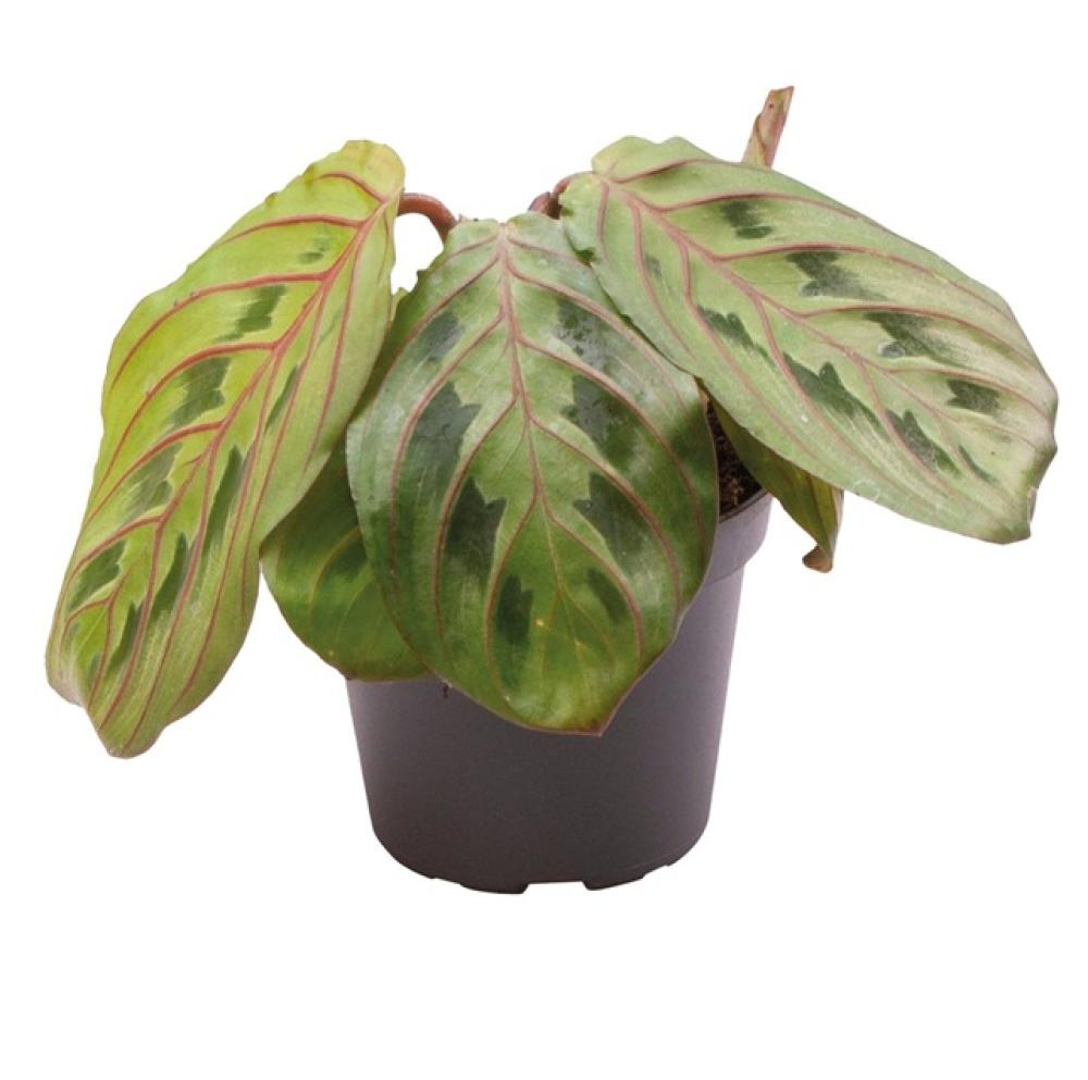 Terra plants - Terra plants