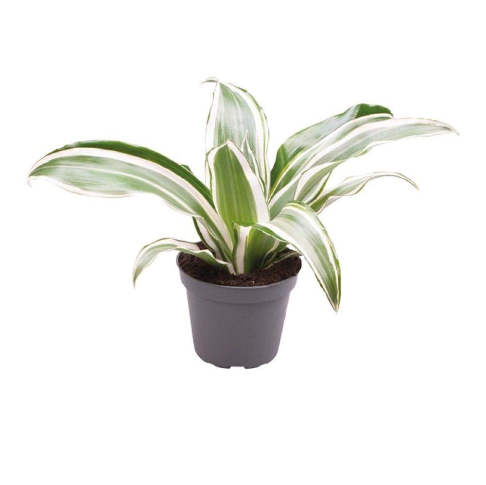 Terra plants - Terra plants