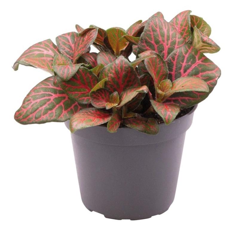 Terra plants - Terra plants