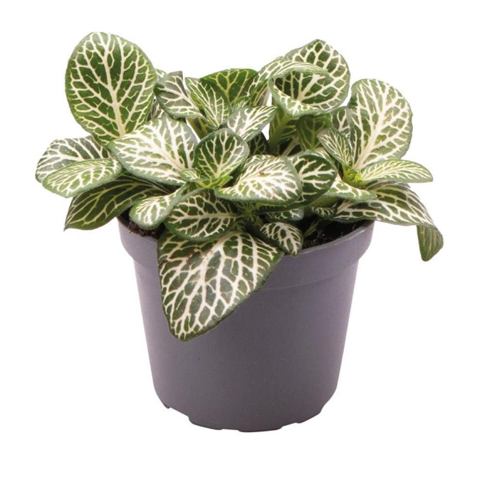 Terra plants - Terra plants