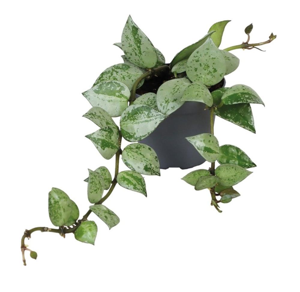 Terra plants - Terra plants