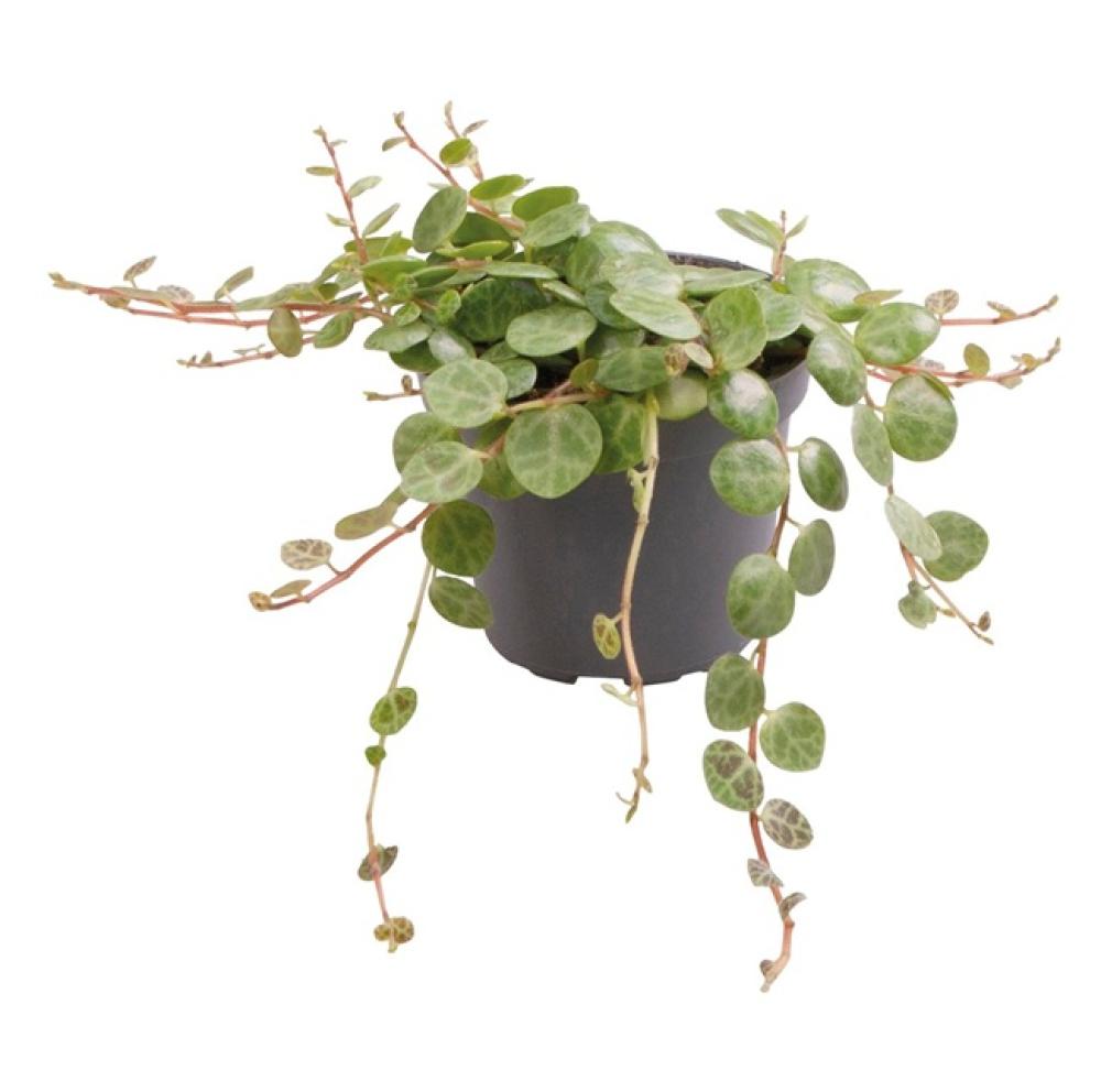 Terra plants - Terra plants