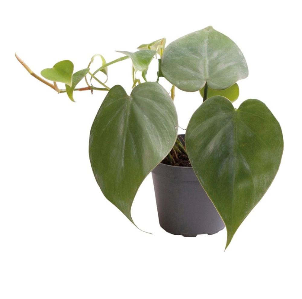 Terra plants - Terra plants