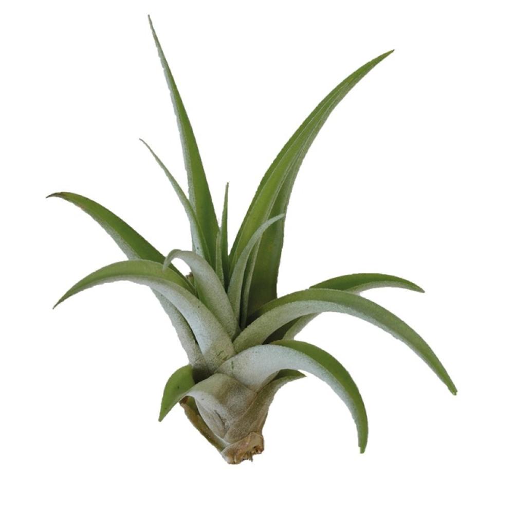 Terra plants - Terra plants