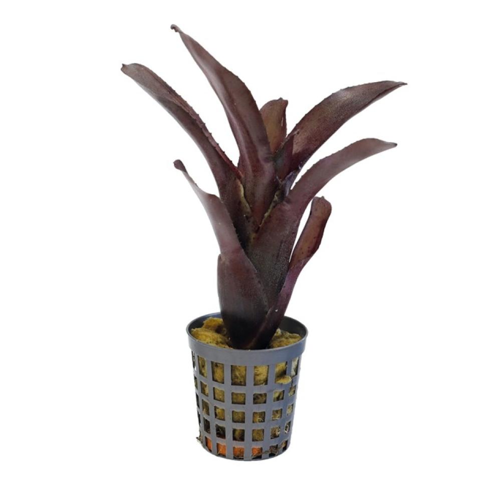 Terra plants - Terra plants