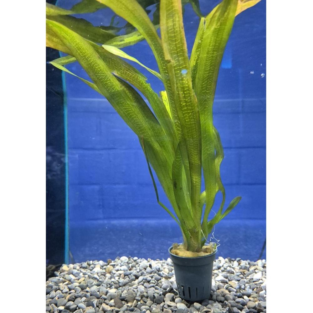 Vallisneria gigantea - Vallisneria gigantea