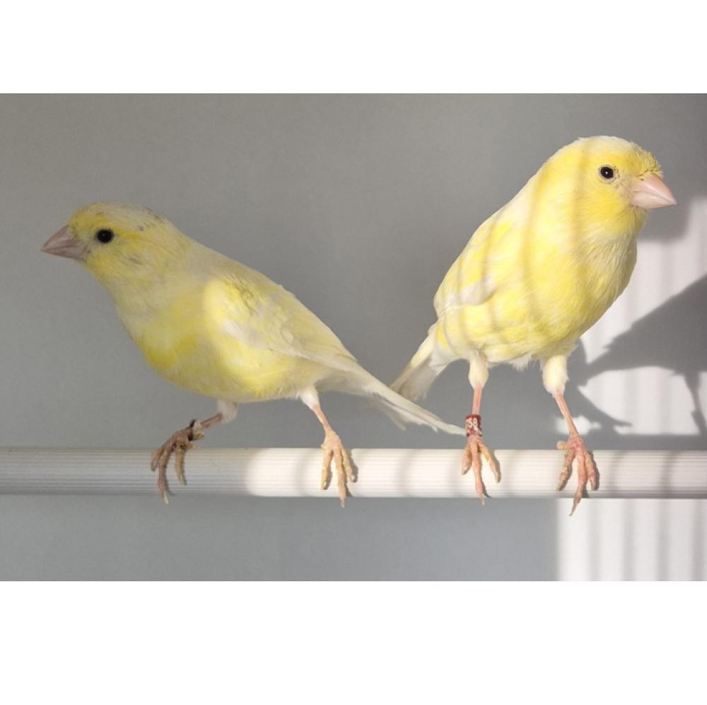 Waterslager kanarie - Waterslager kanarie